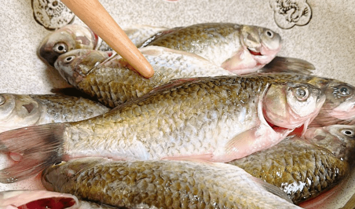 鯽魚