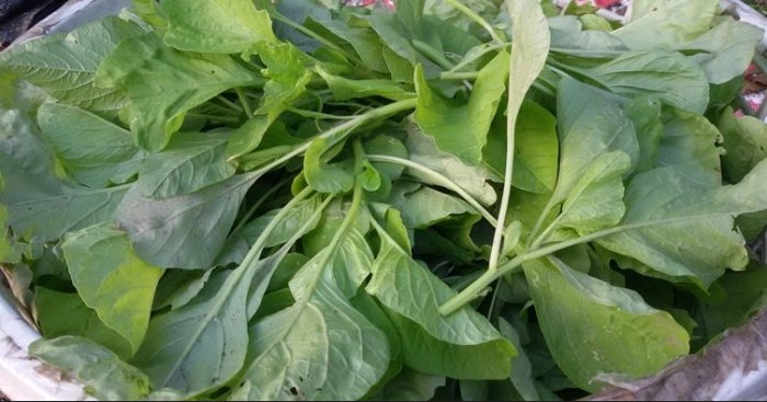 莧菜料理