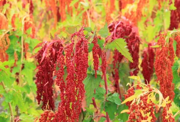 紅藜種植