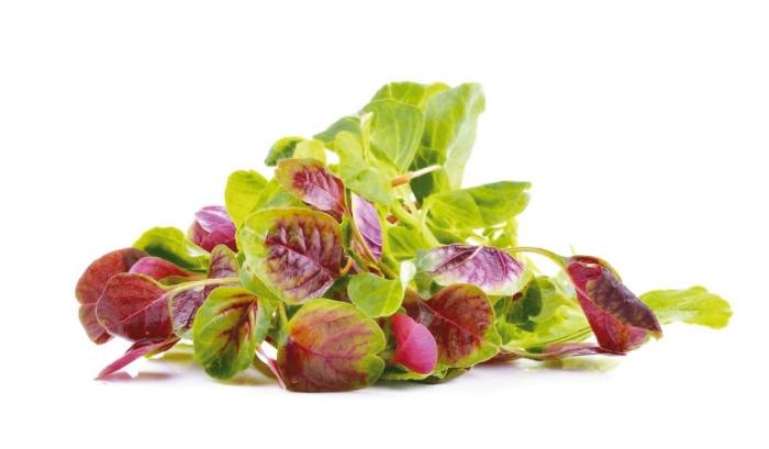 莧菜怎麼處理