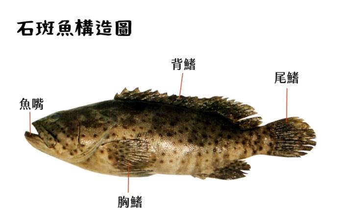 石斑魚品種
