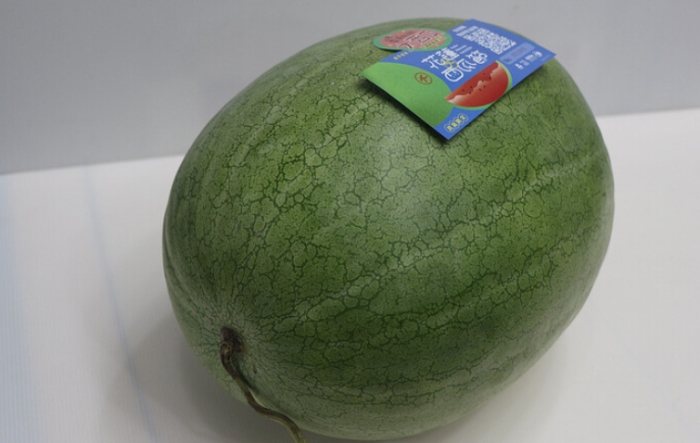 西瓜品種挑選
