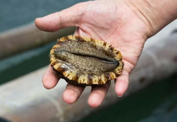 鮑魚如何挑選