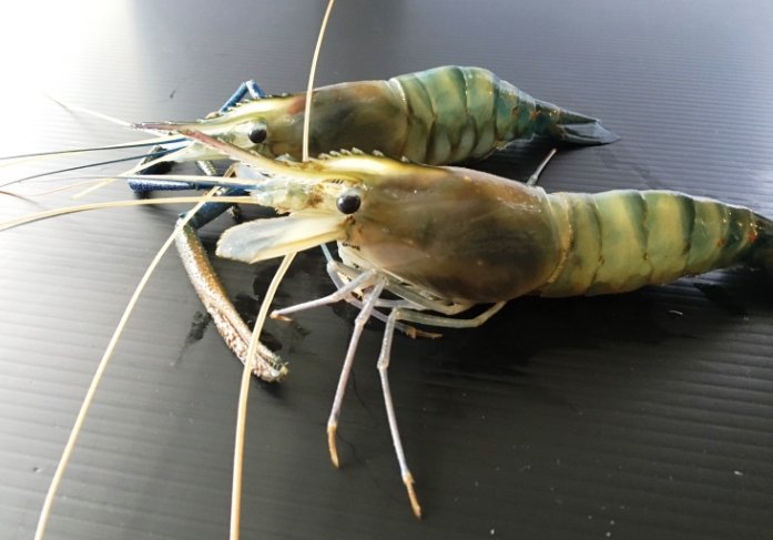 泰國蝦料理食譜 泰國蝦料理食譜