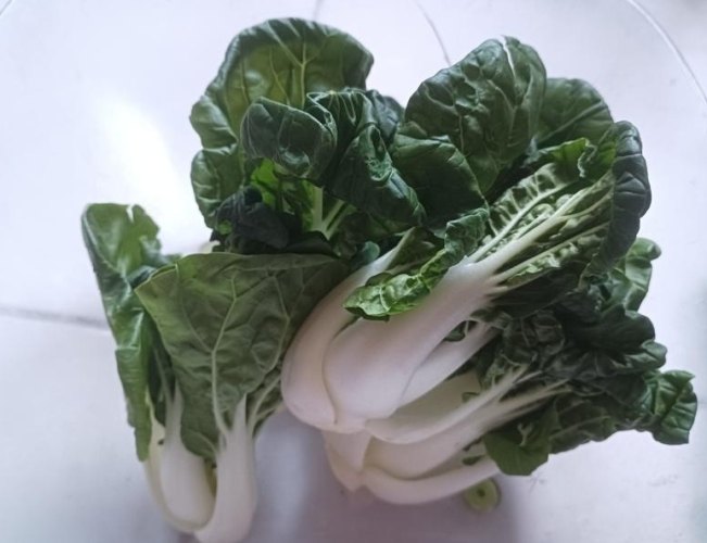 小白菜種植