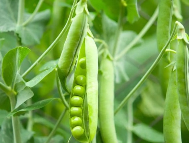 豌豆營養