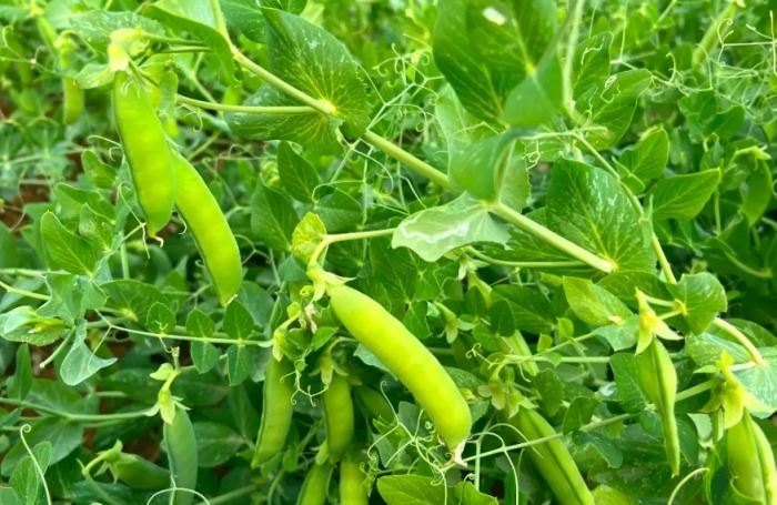 荷蘭豆和豌豆一樣嗎