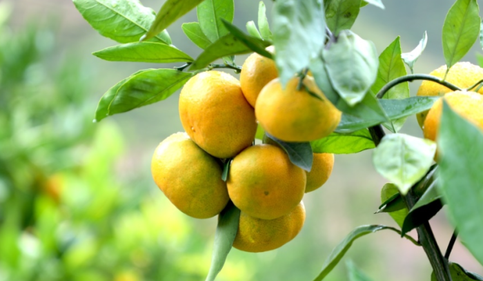 橘子水果的8大好處