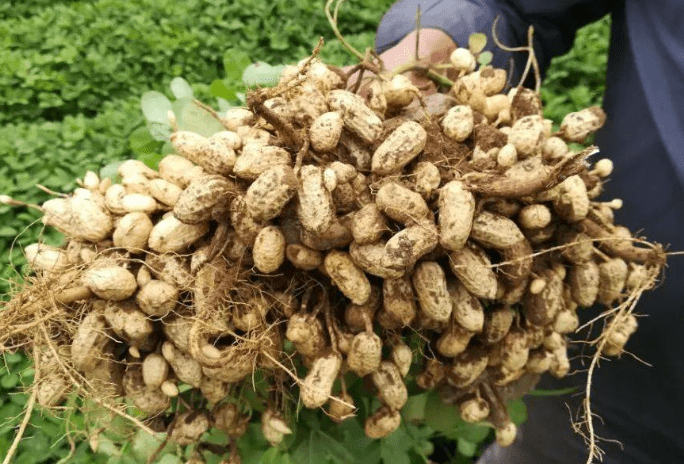 花生熱量、營養成分