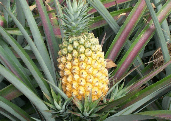 鳳梨功效