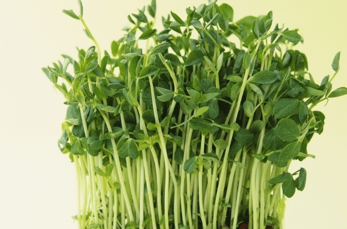 豆芽菜如何挑選