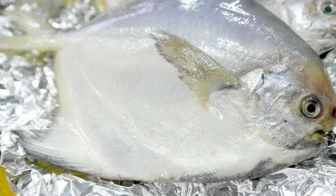 白鯧魚